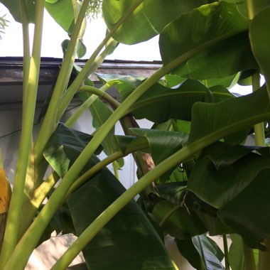 Musa