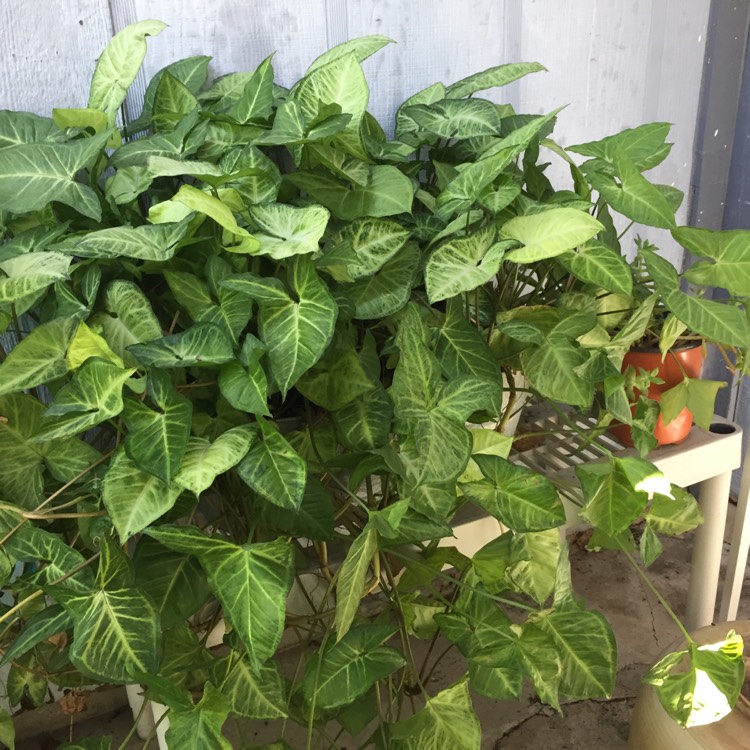 plant image 401216