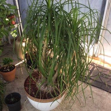 Beaucarnea recurvata