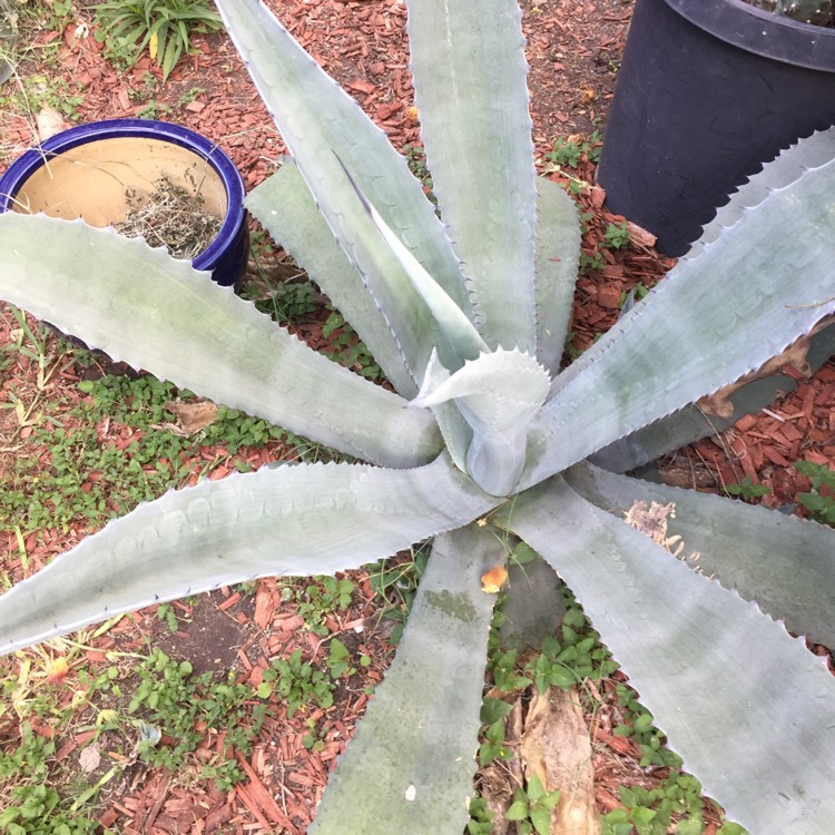 plant image 446063