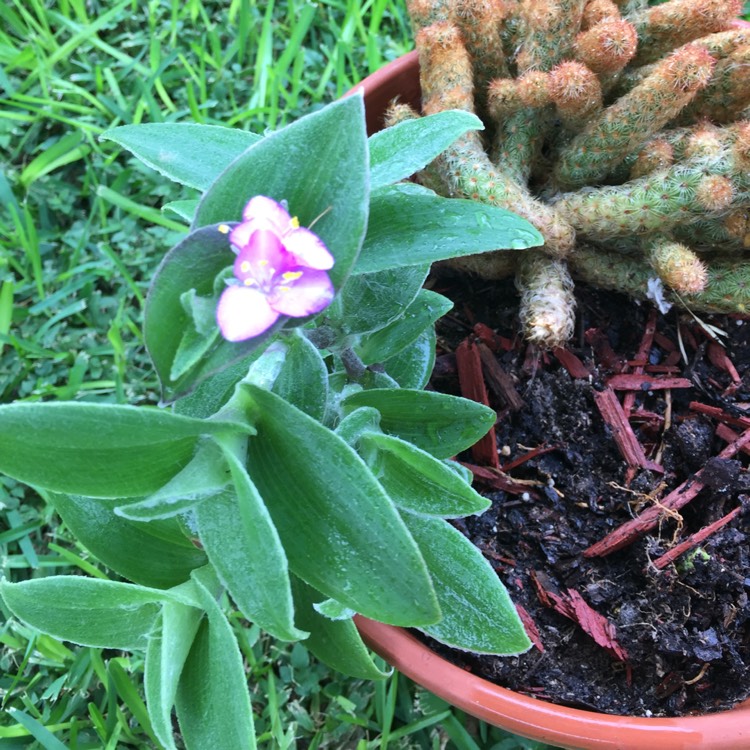 plant image 460927