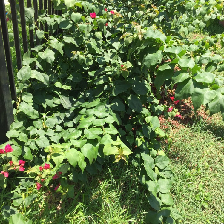 plant image 462262