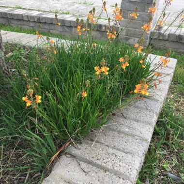 Bulbine bulbosa syn. Bulbinopsis bulbosa