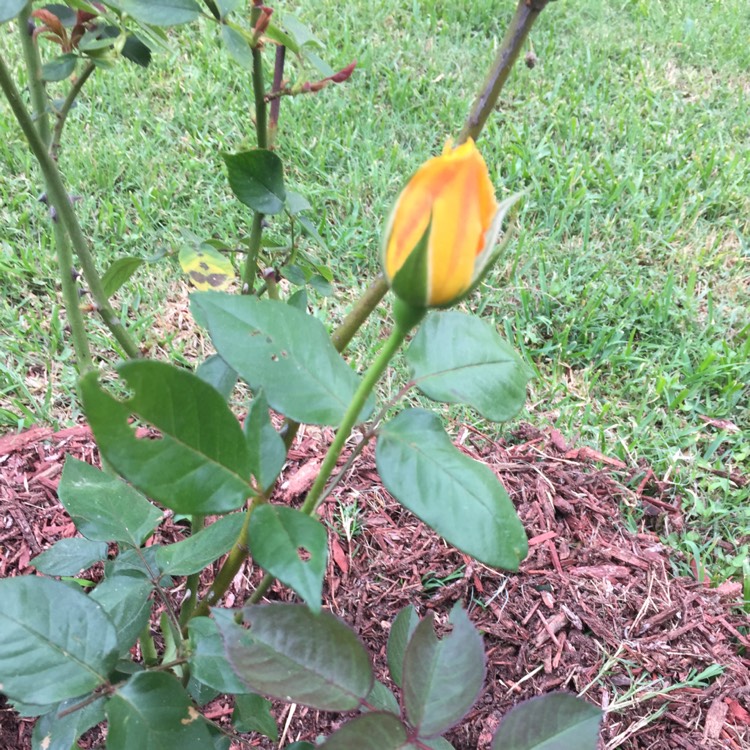plant image 638864