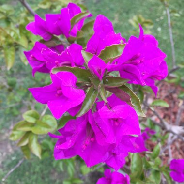 Bougainvillea