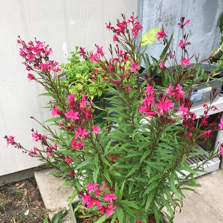 Plant image Oenothera lindheimeri 'Siskiyou Pink' syn. Gaura lindheimeri 'Siskiyou Pink'