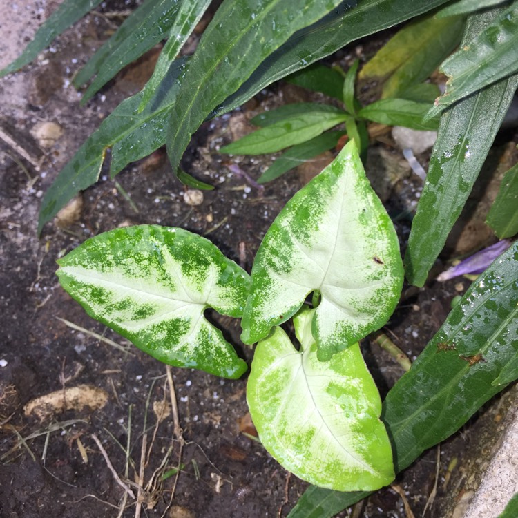 plant image 853160