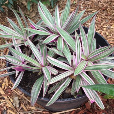 Tradescantia spathacea 'Versicolor' syn. Tradescantia spathacea 'Tricolor', Rhoeo spathacea 'Tricolor'