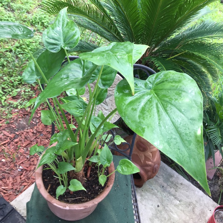 plant image 853638 plant image 853638