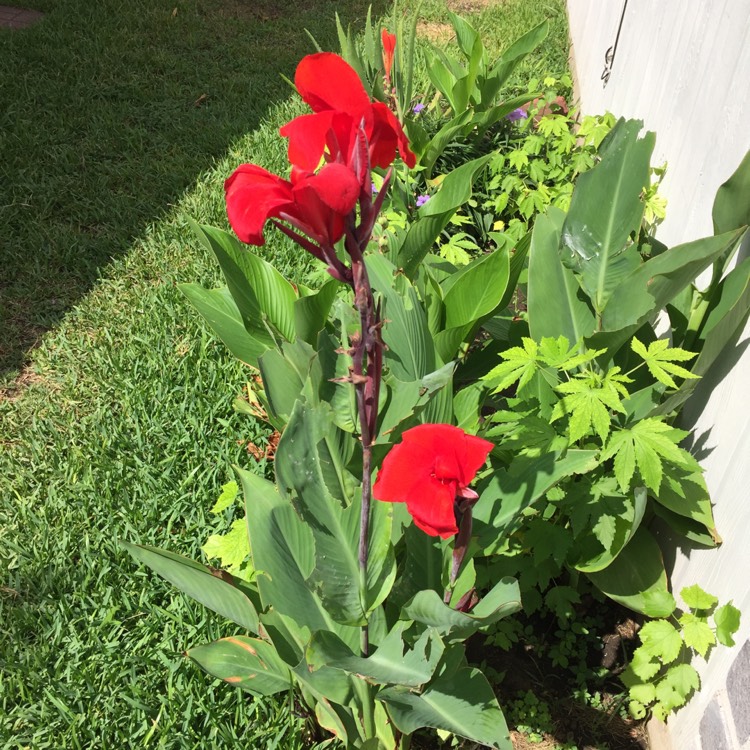 plant image 854507 plant image 854507