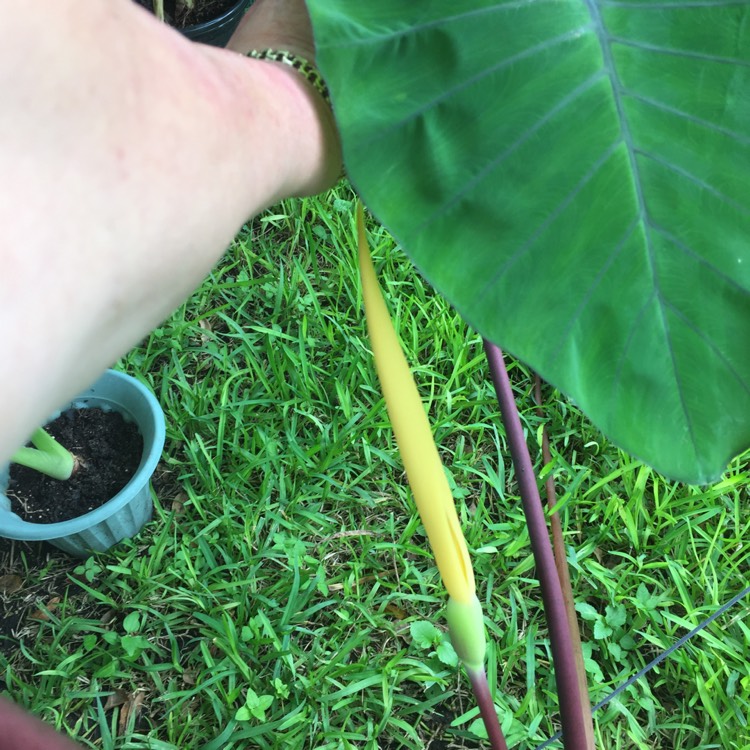 plant image 855240 plant image 855240