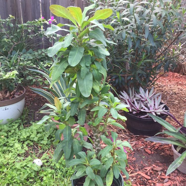 plant image 855974