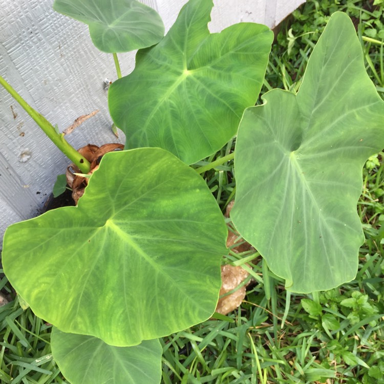 plant image 857380 plant image 857380