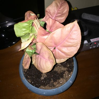 Syngonium podophyllum 'Red Heart'