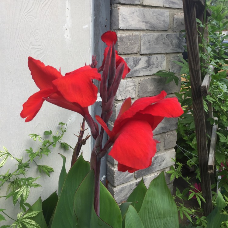plant image 862672 plant image 862672