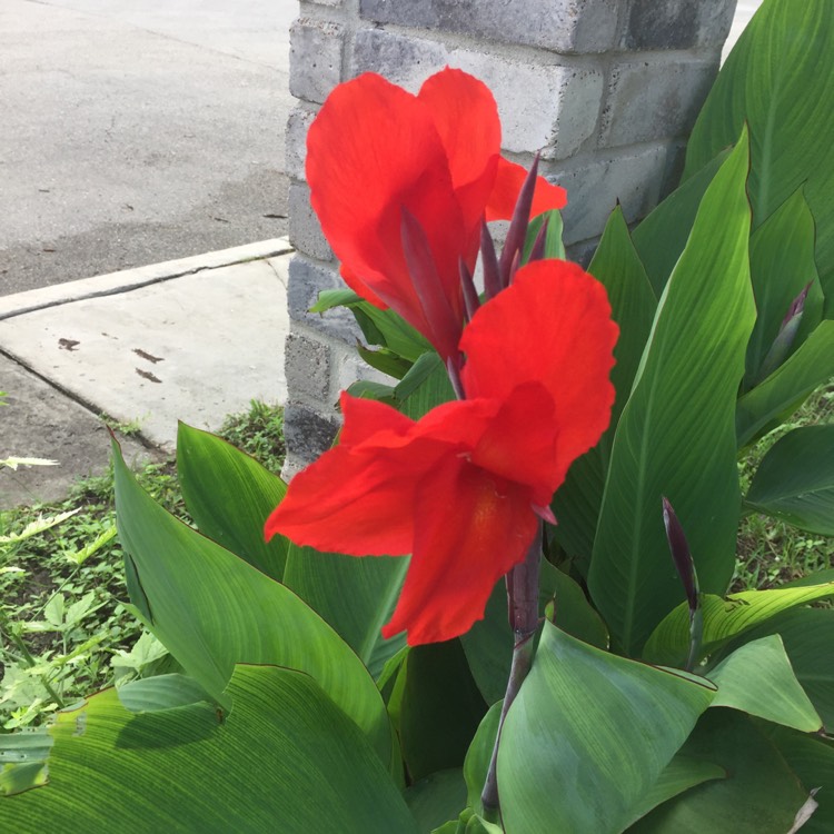 plant image 862683 plant image 862683