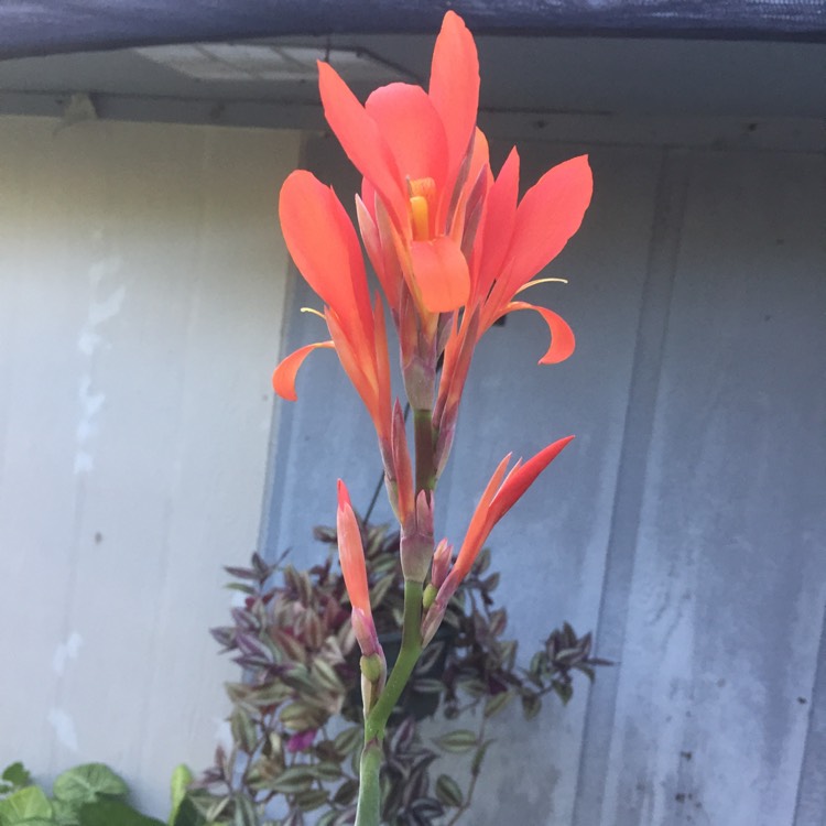 plant image 863446 plant image 863446