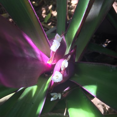 Tradescantia spathacea 'Versicolor' syn. Tradescantia spathacea 'Tricolor', Rhoeo spathacea 'Tricolor'