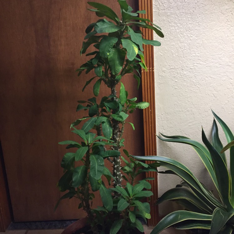plant image 893027