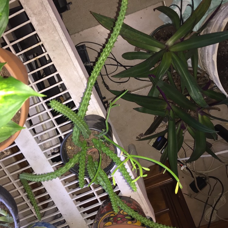 plant image 902645