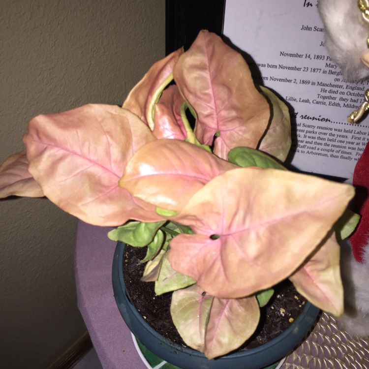 plant image 902717