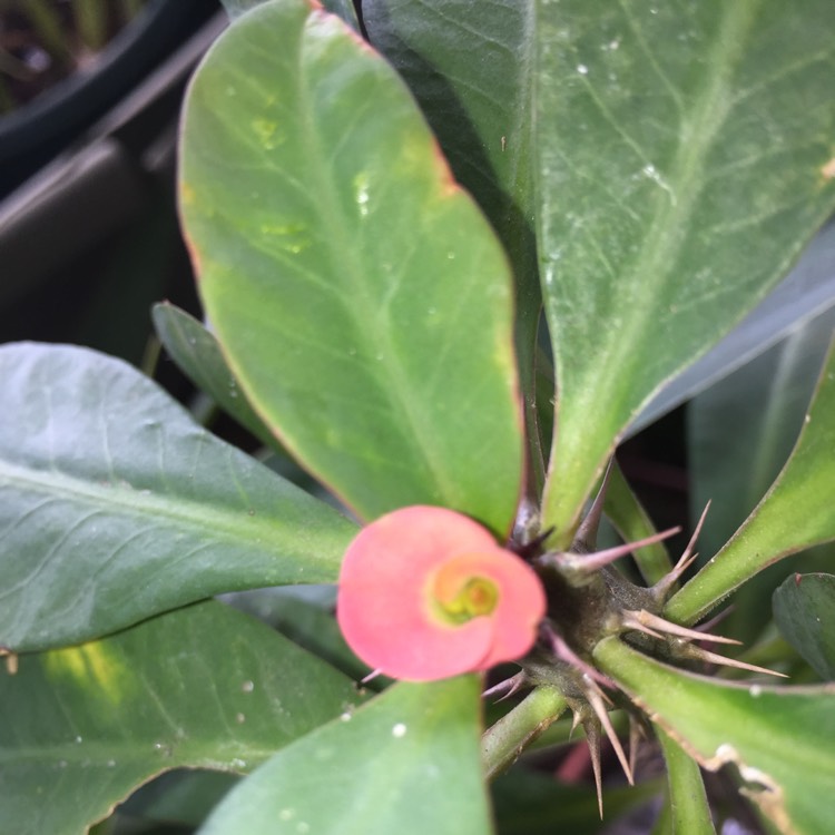 plant image 908833