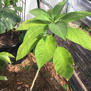Brugmansia