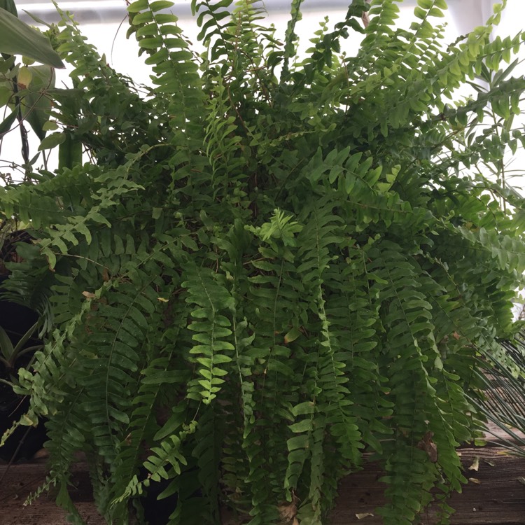plant image 932798