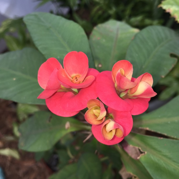plant image 932812