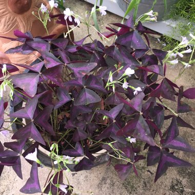 Oxalis triangularis