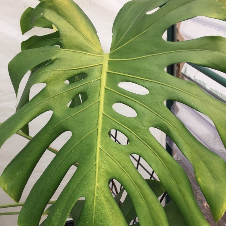 plant image 933833 plant image 933833