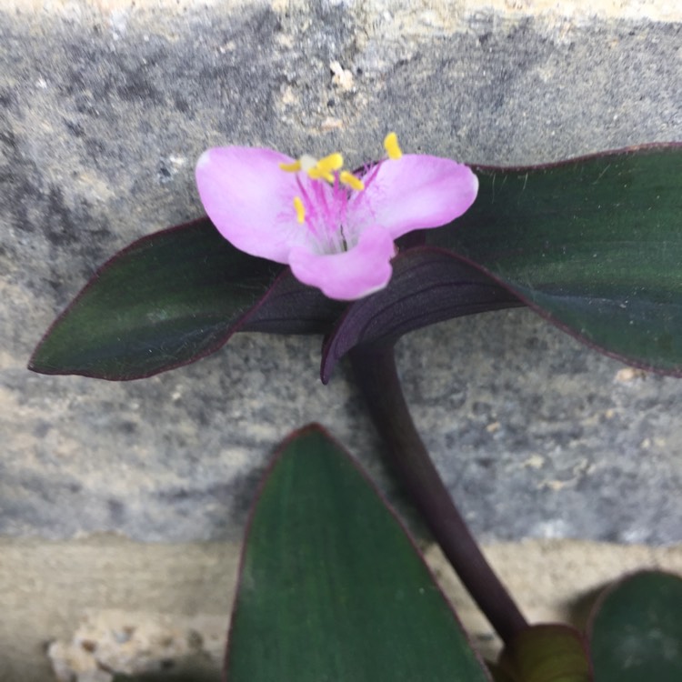 Plant image Tradescantia  'Houseplants'