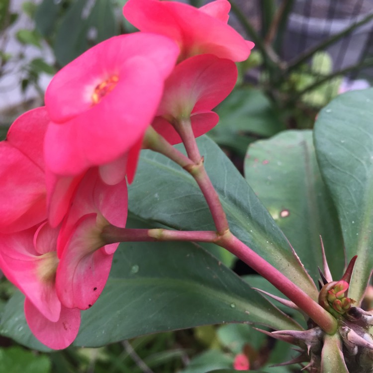 plant image 934948
