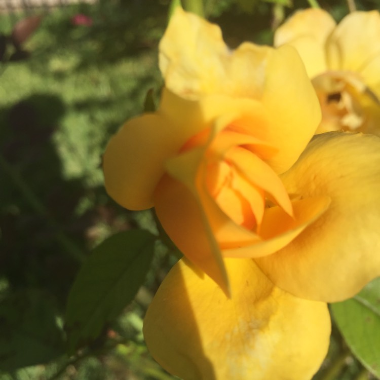 plant image 944515