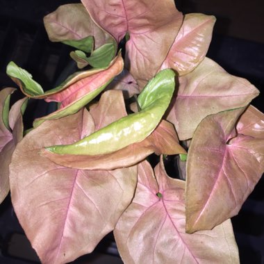Syngonium podophyllum 'Red Heart'