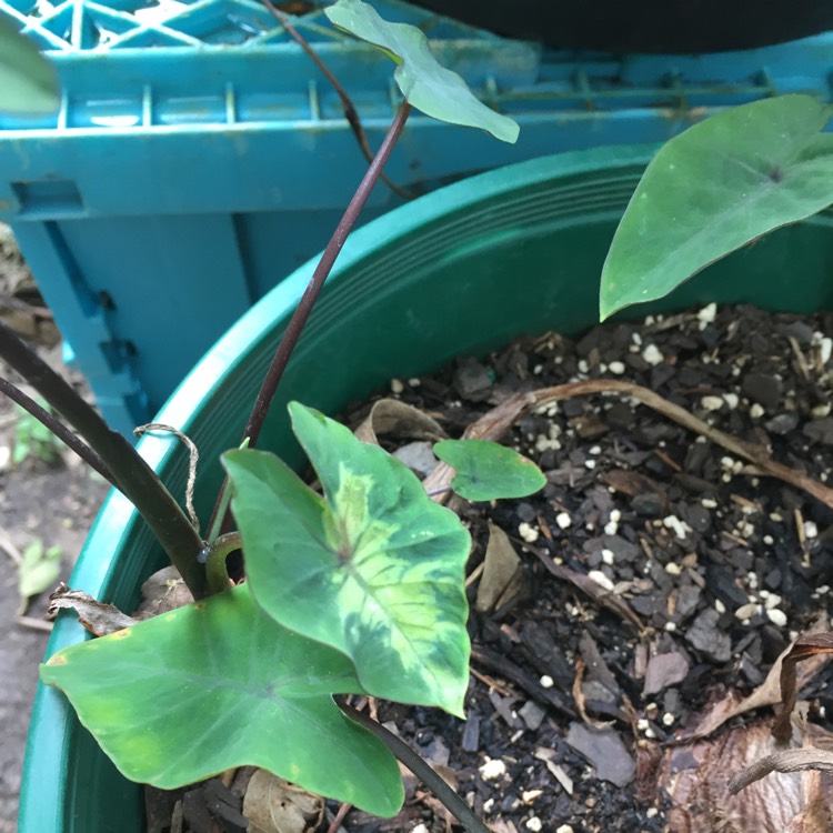 Plant image Colocasia esculenta 'Burgundy Stem'