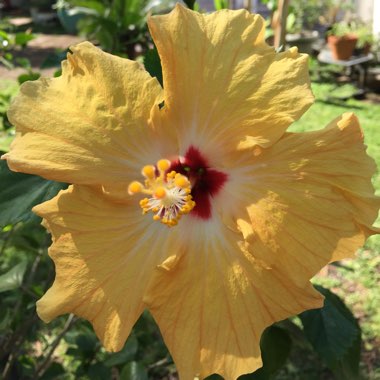 Hibiscus rosa-sinensis