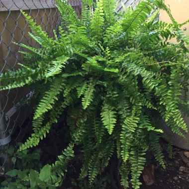 Nephrolepis Exaltata 'Green Fantasy'