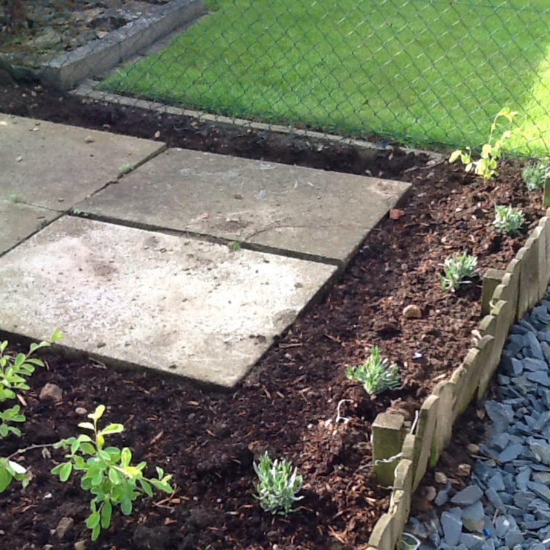 Terri's garden