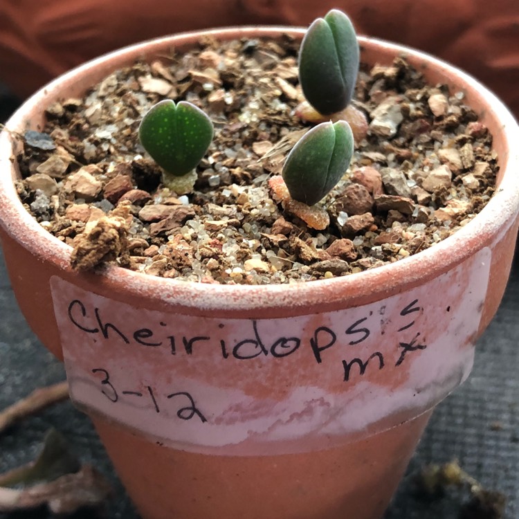 Plant image Cheiridopsis