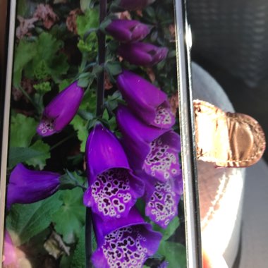 Digitalis