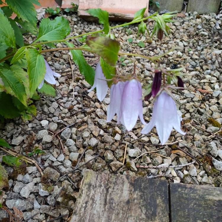plant image 1504839