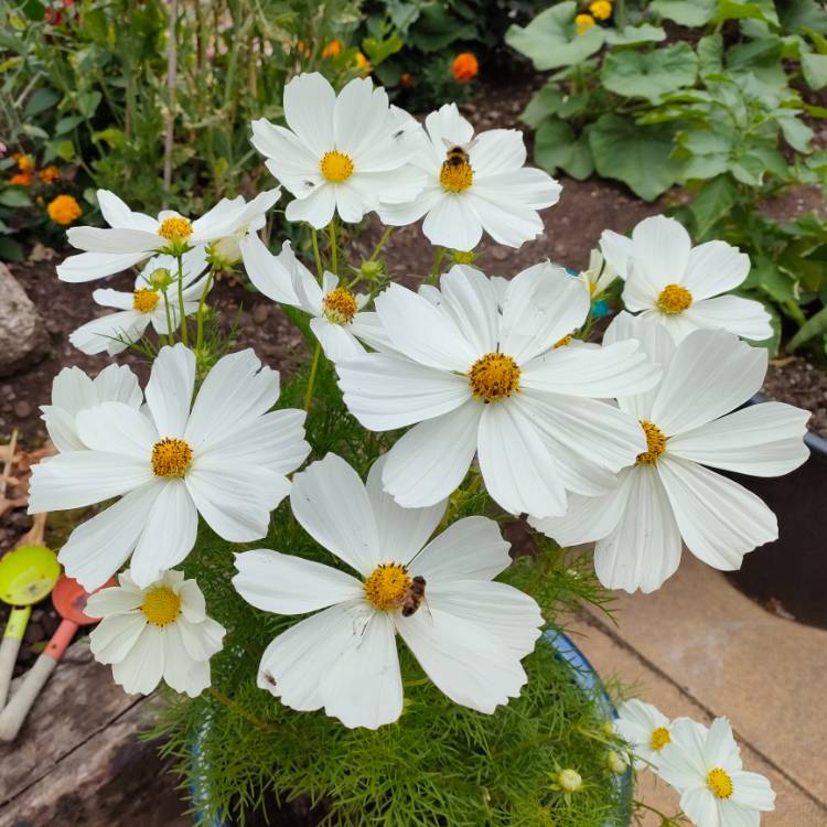 plant image 1516679