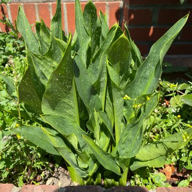 Terry's garden