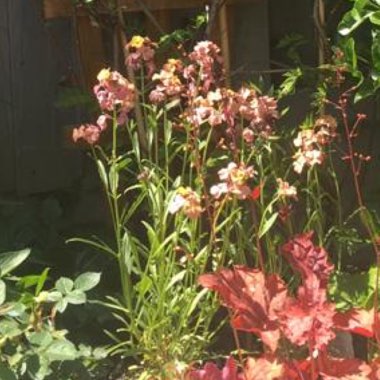 Terry's garden