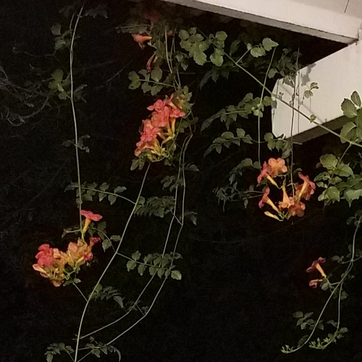 Plant image Thunbergia gregorii