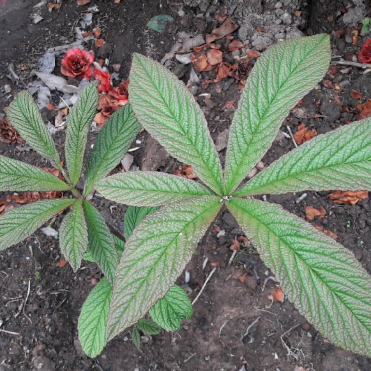 Plant image Rodgersia pinnata 'Chocolate Wing'