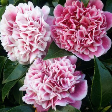 Camellia japonica 'Volunteer'