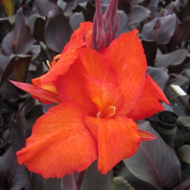 Canna 'Lon01' syn. Canna 'Tropicanna Black'