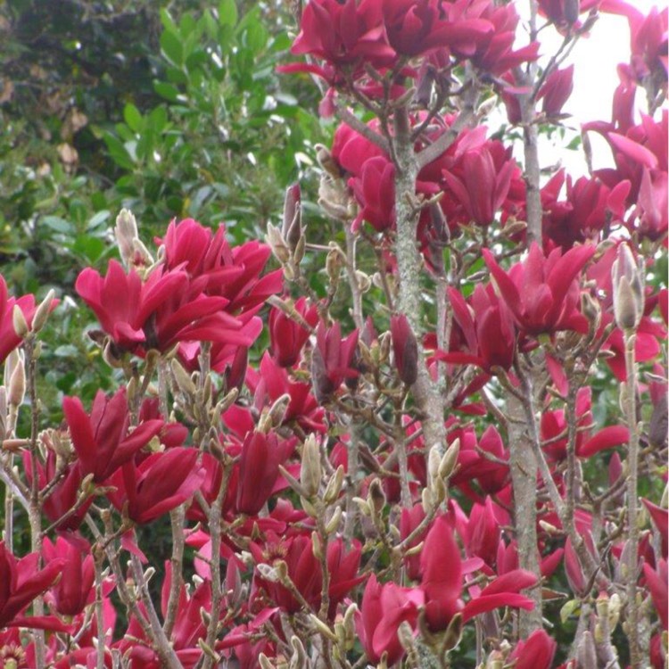 plant image 204894